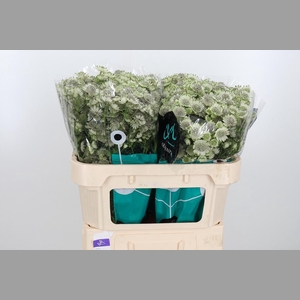 Astr Billion Star Xl