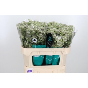 Astr Billion Star Xl