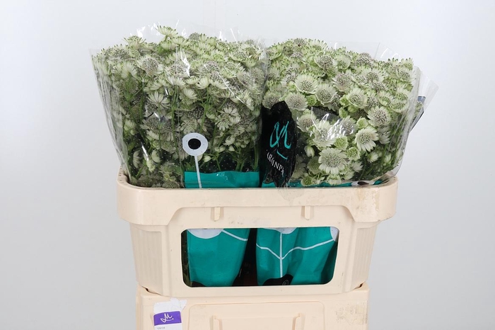 <h4>Astr Billion Star Xl</h4>