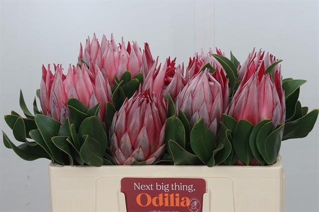 <h4>PROTEA CYNAROIDES</h4>