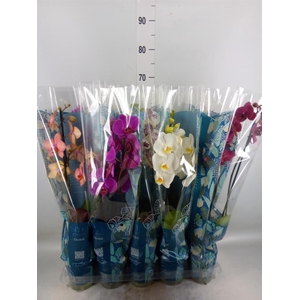 Phalaenopsis   ...mix  5