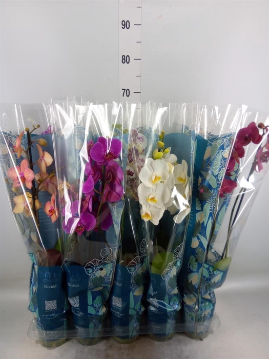 <h4>Phalaenopsis   ...mix  5</h4>