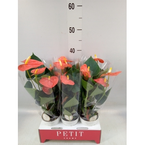 Anthurium andr. 'Orange Champion'