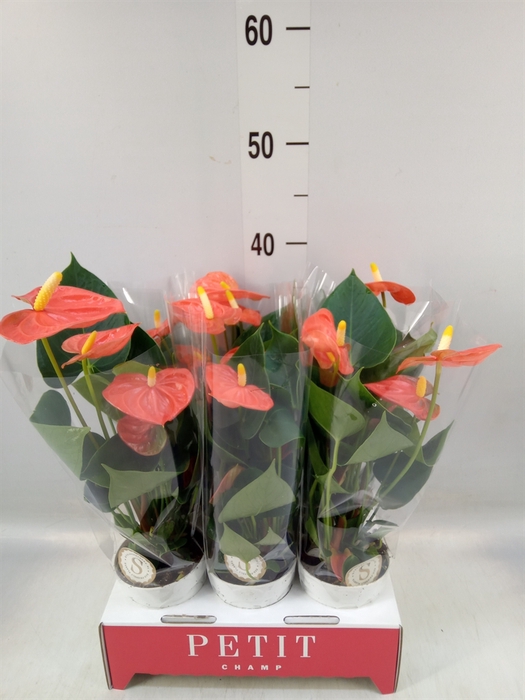 <h4>Anthurium andr. 'Orange Champion'</h4>