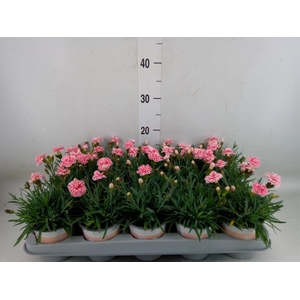 Dianthus  'Raspberry Eyes'