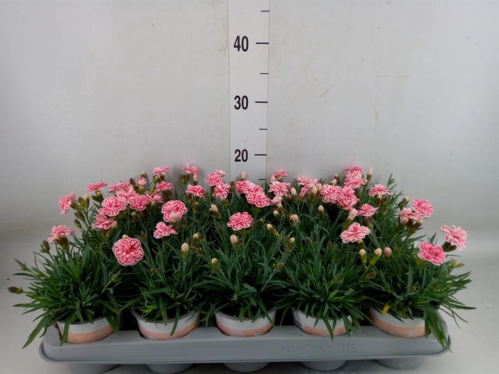 <h4>Dianthus  'Raspberry Eyes'</h4>