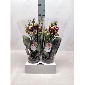 Phalaenopsis   ...