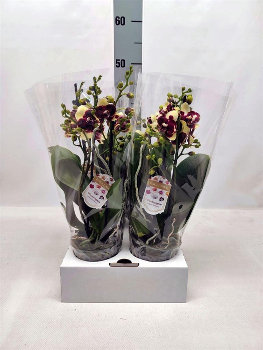 <h4>Phalaenopsis   ...</h4>