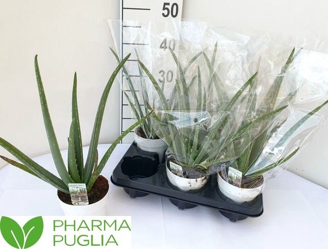 <h4>ALOE VERA P12</h4>