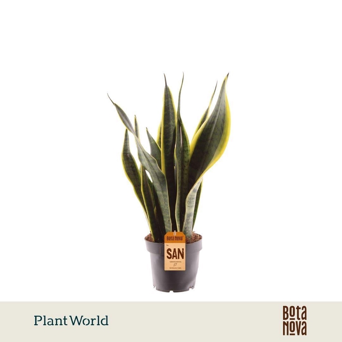 <h4>Sansevieria Laurentii</h4>