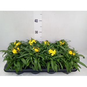 Erysimum  'Leya Lemon Glow'