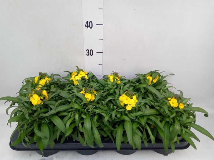 <h4>Erysimum  'Leya Lemon Glow'</h4>
