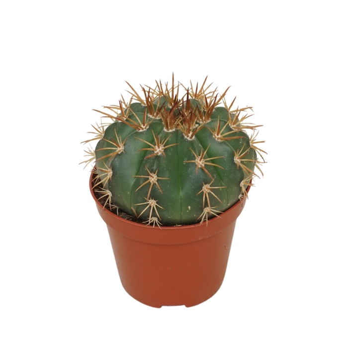 <h4>Cactus   ...</h4>