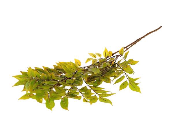 Branch Sambucus Leaf L110