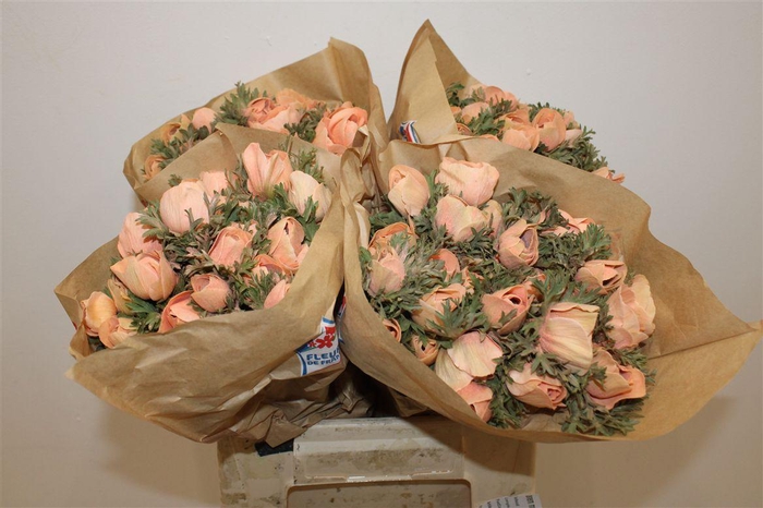 <h4>Anem Marianne Powder Orange</h4>