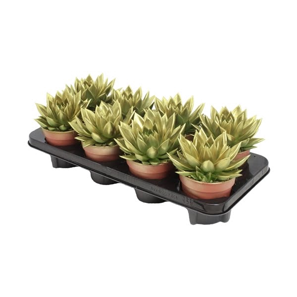 <h4>Echeveria coloured gold</h4>