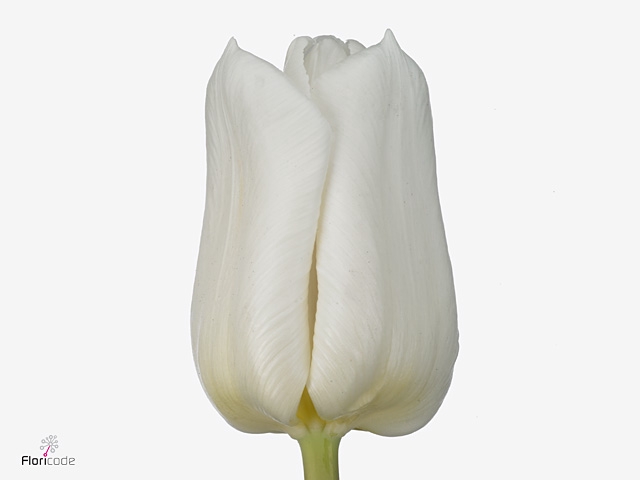 TU EN DUTCH MOUNTAIN