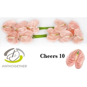 ANTHURIUM ANDR. 'CHEERS'