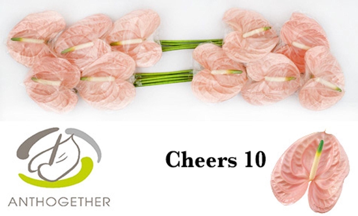 <h4>ANTHURIUM ANDR. 'CHEERS'</h4>