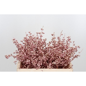 Ilex Kl Bh Rose Goud