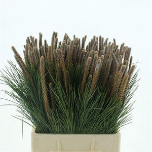 PINUS CLUB DE PLACER (5 STEMS P BUN