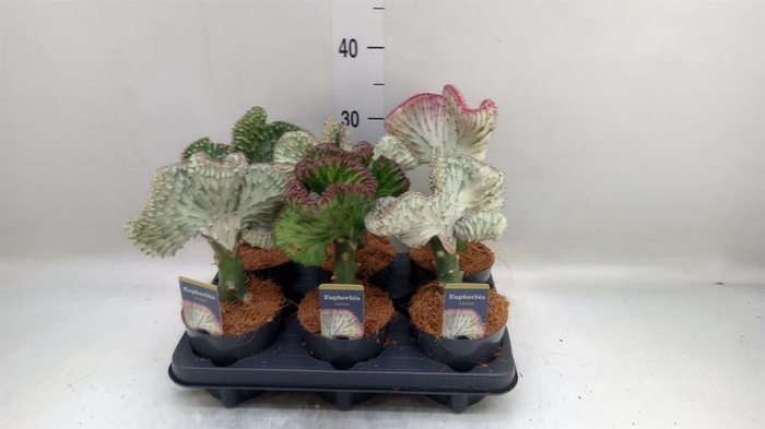 <h4>Euphorbia lactea 'Cristata'</h4>