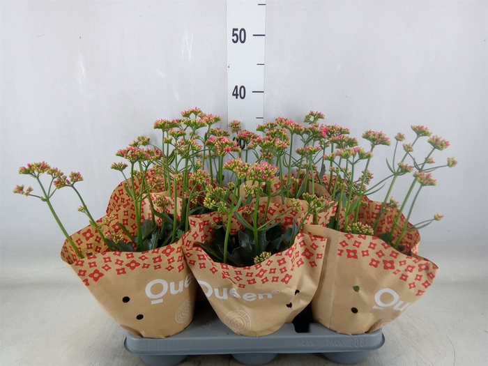 <h4>Kalanchoe  'WildFlow Ladylike'</h4>