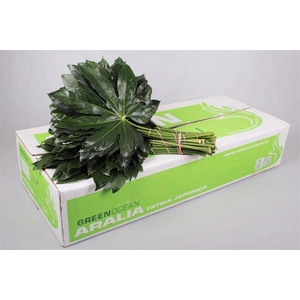 ARALIA GREEN OCEAN 70 CM