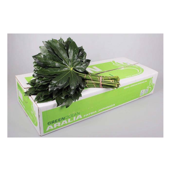 <h4>ARALIA GREEN OCEAN 70 CM</h4>