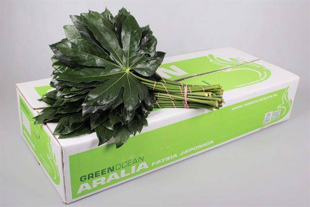 ARALIA GREEN OCEAN 70 CM