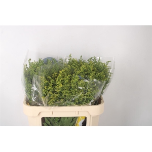 Solidago Carzan Glory