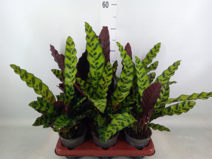 <h4>Calathea lancifolia</h4>