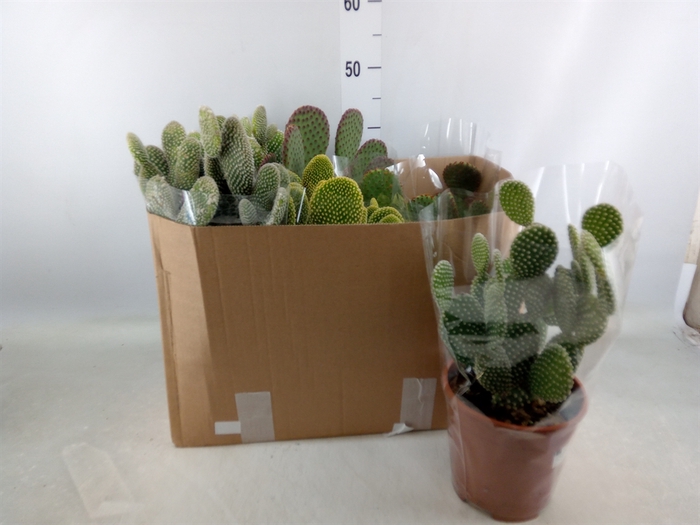 <h4>Opuntia microdasys</h4>