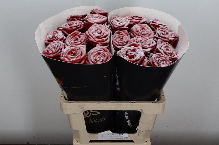 <h4>R Wx (rn) Snowy Red</h4>