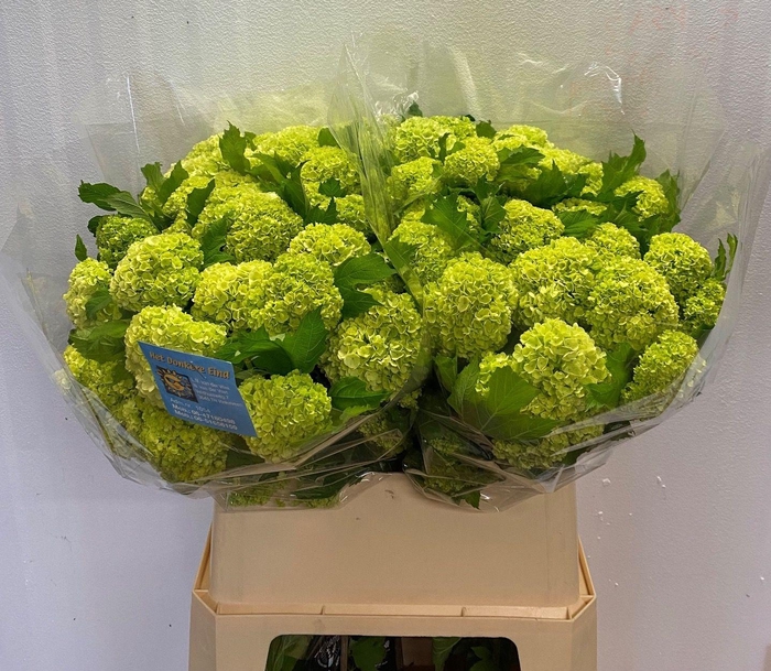 <h4>VIBURNUM ROSEUM ST</h4>