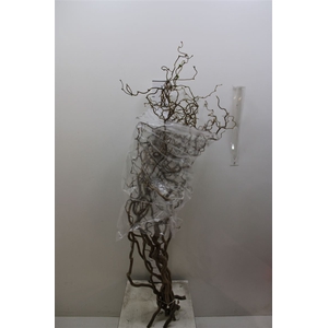 Corylus