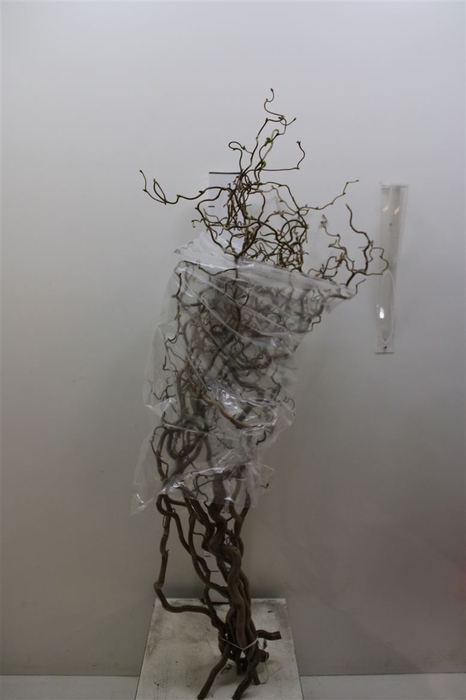 <h4>Corylus</h4>
