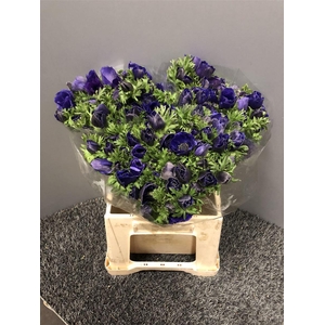 Anem Mistral Plus Blue