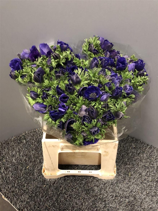 <h4>Anem Sup Blue</h4>