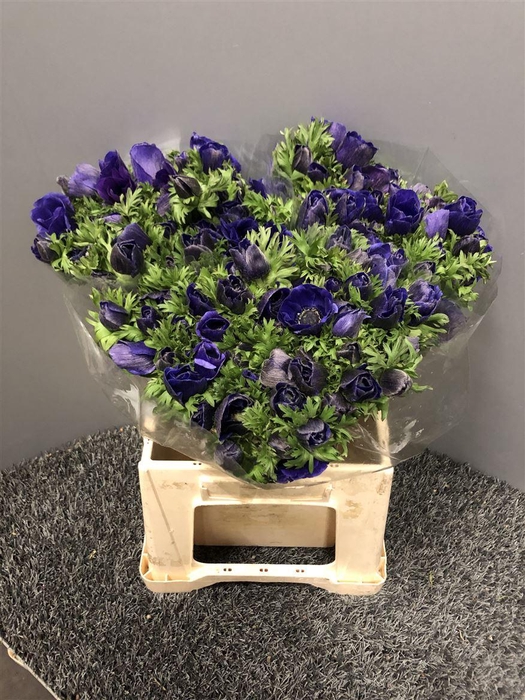 <h4>Anem Sup Blue</h4>