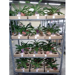 Rhynchostylis gig. 'Aromatiq Evoke'