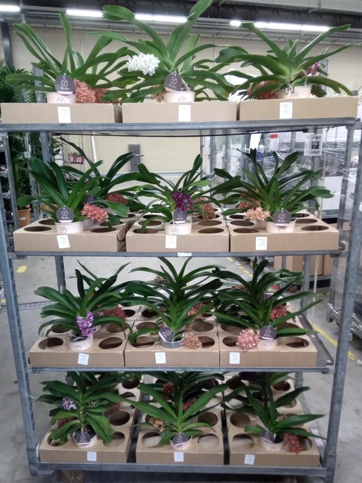 <h4>Rhynchostylis gig. 'Aromatiq Evoke'</h4>