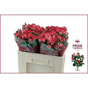Rosa spray fireworks