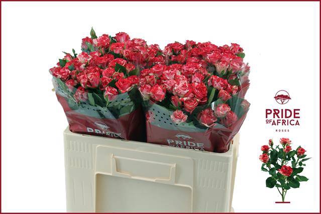 <h4>Rosa spray fireworks</h4>