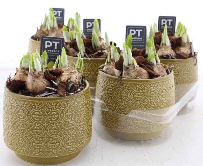 <h4>ARR N TETE A TETE</h4>