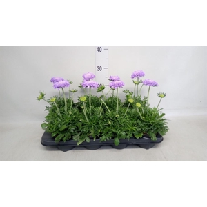 Scabiosa columb. 'Butterfly Blue'