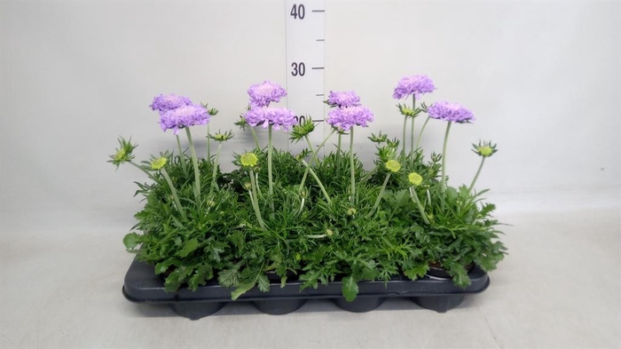 <h4>Scabiosa columb. 'Butterfly Blue'</h4>