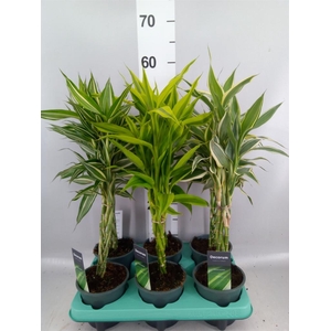 Dracaena sand.   ...mix 3