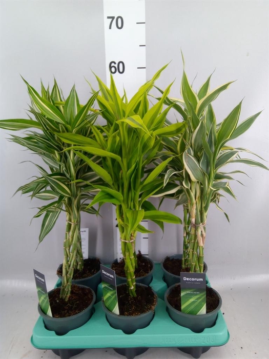 <h4>Dracaena sand.   ...mix 3</h4>