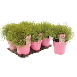 Gypsophyla Teeny Deep Rose